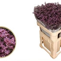 Лимониум Piuma Sky 5шт