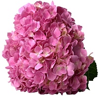 Гортензия Розовая (К) дл.60 1шт