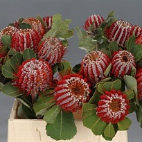 Банксия Coccinea 1шт