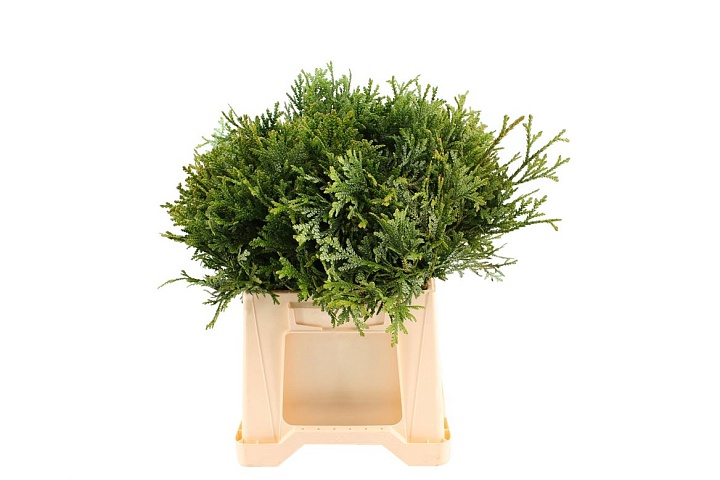 Конифеер (Туя) Dolebrata пучок дл.50 1шт