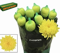 Хризантема одноголовая Maracuja 10шт