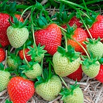 Земляника Румба (стакан) 1шт