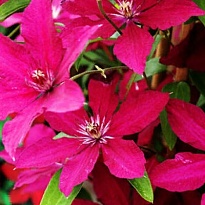 Клематис (Clematis) Рутель 3л h80-100 1шт