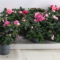 Азалия Карнавал d13 h25 6шт