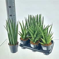 Сансевиерия цилиндр. микс d12 h45 8шт