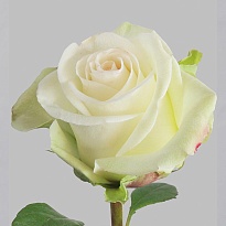 Роза Leon Roses Alba дл.60 25шт