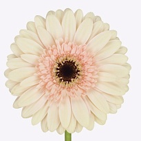 Гербера (Ц) аква Cafe Del Mar 10шт