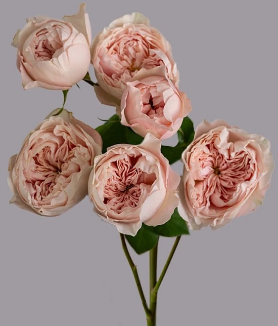 Роза куст. Tessa Boomie Gardens дл.50 10шт