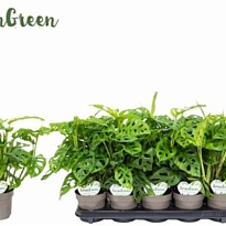 Монстера Облика d12 h30 10шт