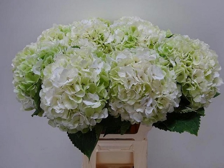 Гортензия White Verena Classic дл.60 d22 1шт