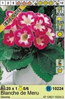 Глоксиния Бланш де Меру 5/6 1шт*