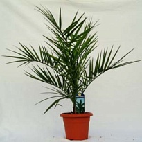 Финик Канарский d15 h80 1шт