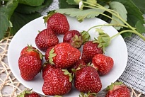 Земляника Клери (ОКС) 5шт/кор