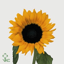 Подсолнух Flame 10шт