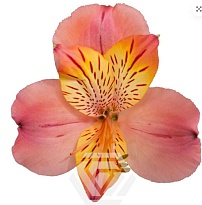 Альстромерия Tessa Libya дл.60 10шт