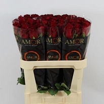 Роза Ever Red дл.80 10шт