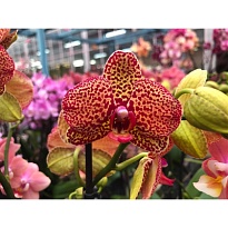 Орхидея Фален. Еллоу Леопард 1 ст d12 h40 6шт