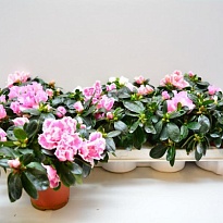 Азалия Симси микс d9 h20 12шт