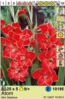 Гладиолус Мини Атом 9/+ 5шт*