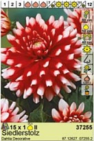 Георгина Зидлерштольц декор. 1шт*