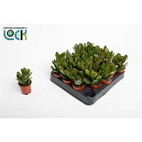 Крассула Аргентеа d5 h10 20шт