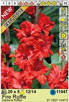 Гладиолус Фаер Раффл 12/14 5шт*