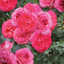 Роза Антик-89 плетистая/Цв.Кор