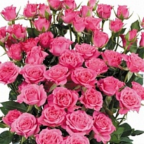 Роза кустовая Lianne дл.50 10шт