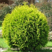 Туя (Thuja) западная Голден Глоб 3л h20-25 1шт