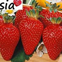 Земляника Азия (стакан) 1шт