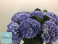 Гидрангея Blink (blauw) дл.80 d20-22 1шт
