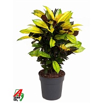 Кодиеум Исетон Бранчд d19 h60 1шт