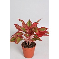 Аглаонема Крит Флейм d12 h35 10шт