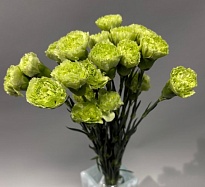 Гвоздика Одноголовая Барбератус Сентпатрик (К) дл.65 20шт