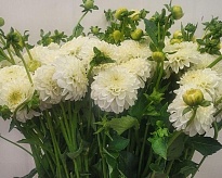 Георгин White Aster 5шт