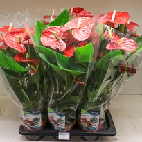 Антуриум Джамбо Ред d14 h55 8шт