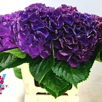 Гортензия Royal King дл.60 d20-22 1шт
