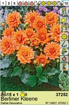 Георгина Берлинер Клине декор. 1шт*