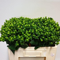 Гиперикум Greeny Classic 10шт