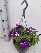 Петуния Го Туния Лила Ханг d21 h30 1шт