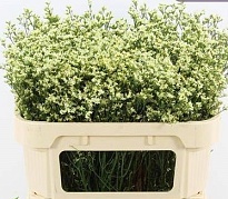 Лимониум Sensy Lemonade 5шт