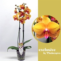 Орхидея Фален. Будда 2 ст d12 h60 10шт