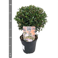 Мирт стем d12 h30 6шт