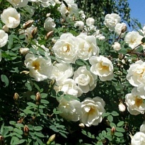 Роза Ж.П.Коннел канадская парковая/Цв.Кор 1шт