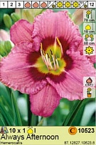 Лилейник Олвейс Афтернун 1шт*