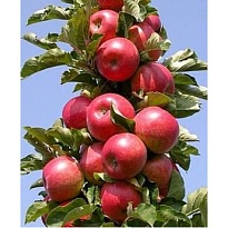 Яблоня колон. Баргузин/Цв.Кор 1шт