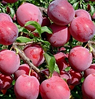 Слива китайская Аленушка/С 1шт