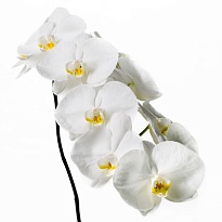 Орхидея Phalaenopsis Sensation White (per flowers) 45шт