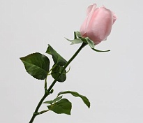 Роза искусственная 1голова h32см розово-бледный