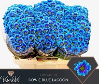 Хризантема сантини Bowie Blue Lagoon 25шт